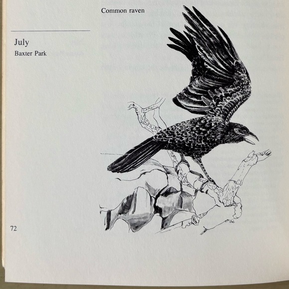 A Year with New England’s Birds A Guide to 25 Field Trips Bird New England - Picture 4 of 13